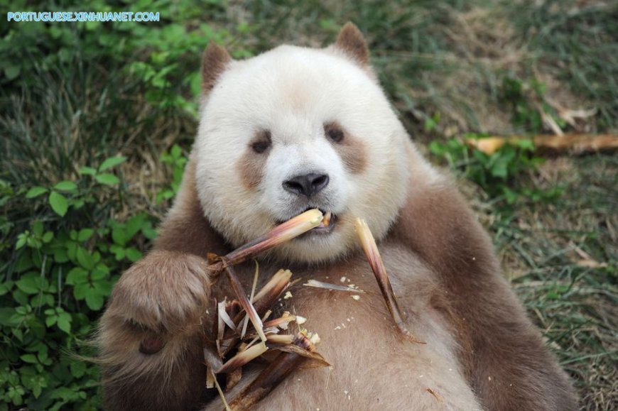 Pesquisadores descobrem o mistério genético dos pandas marrons após 40 anos